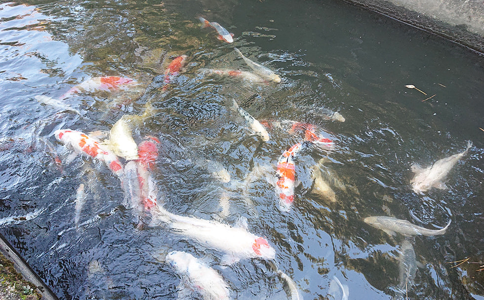 最終放水場の鯉池